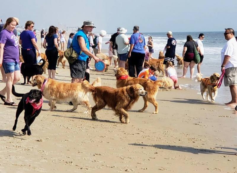 Discover Delaware's Dog-Friendly Beaches: A Traveler’s Guide