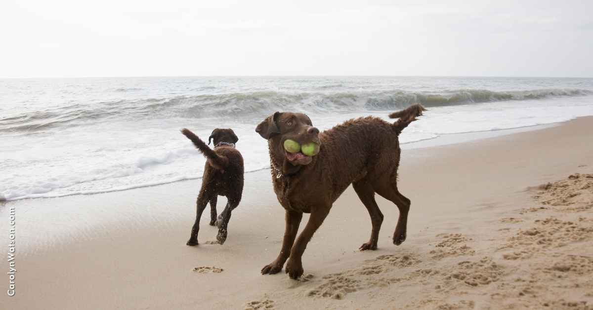 Discover Delaware's Dog-Friendly Beaches: A Traveler’s Guide